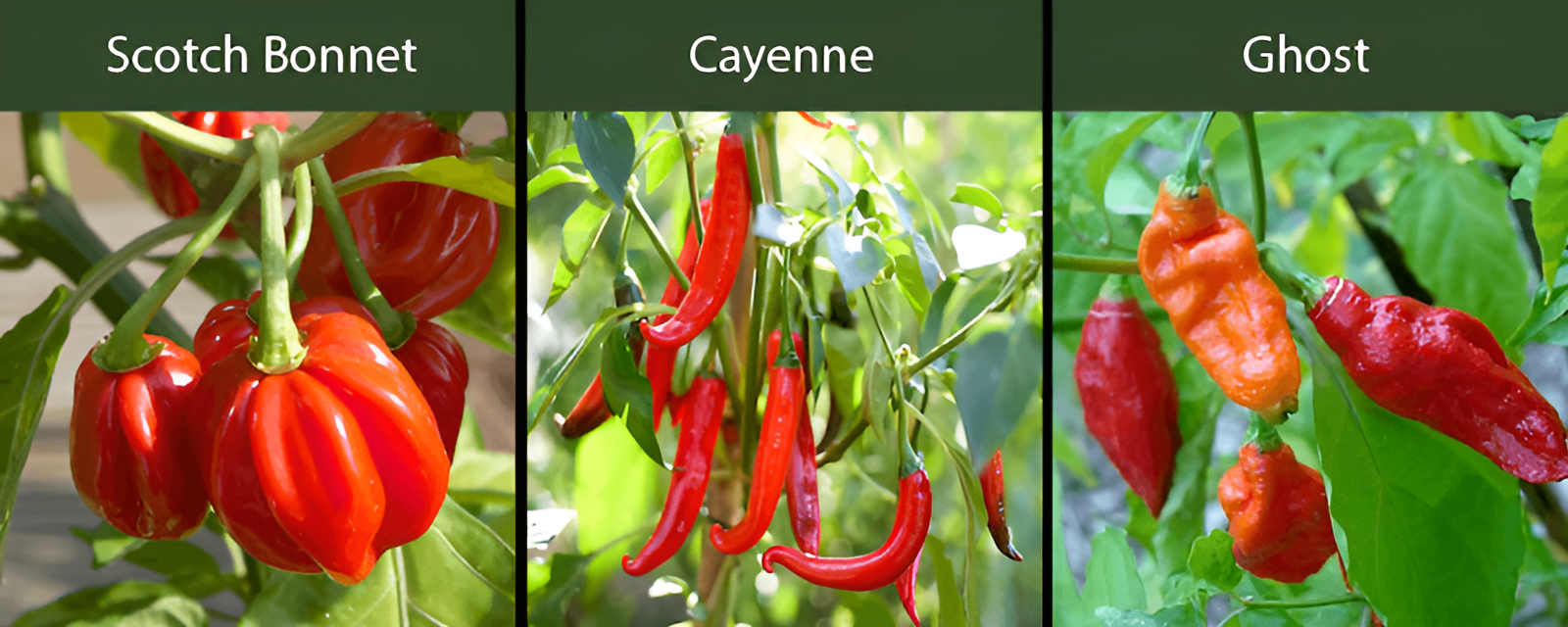 scotch bonnet peppes cayenne peppers ghost peppers